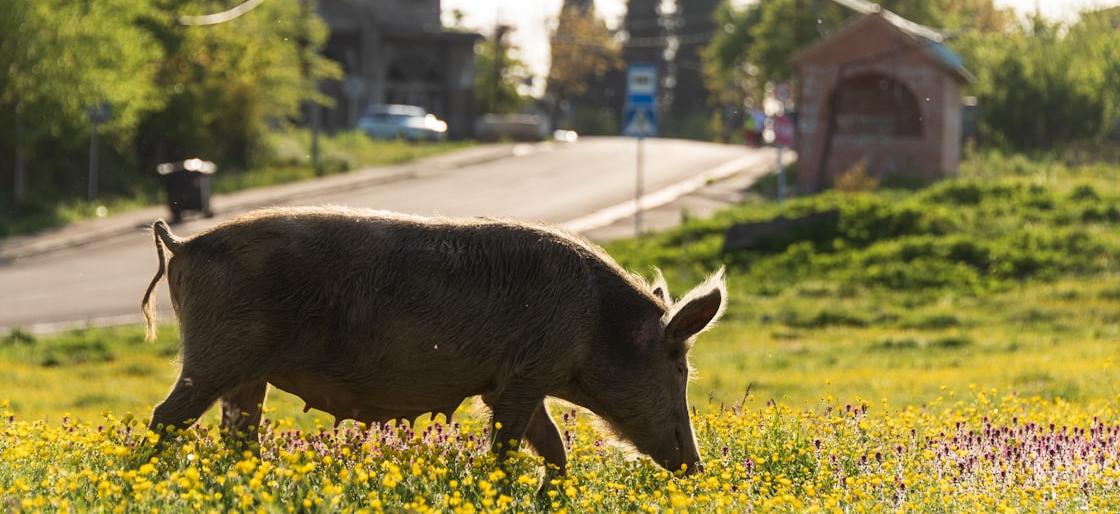 Georgia Rural Healthcare Grant - Federal Funding Opportunity 2026 - USA Grant Finder Georgia Rural Healthcare Grant - Federal Funding Opportunity 2026 - USA Grant Finder