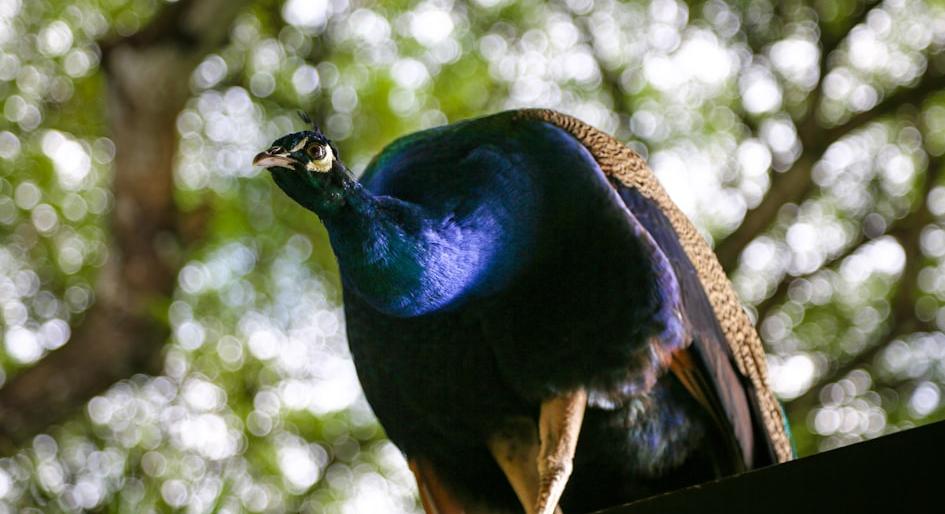 Hawaii Rural Business Grant - Federal Funding Opportunity 2026 - USA Grant Finder Hawaii Rural Business Grant - Federal Funding Opportunity 2026 - USA Grant Finder