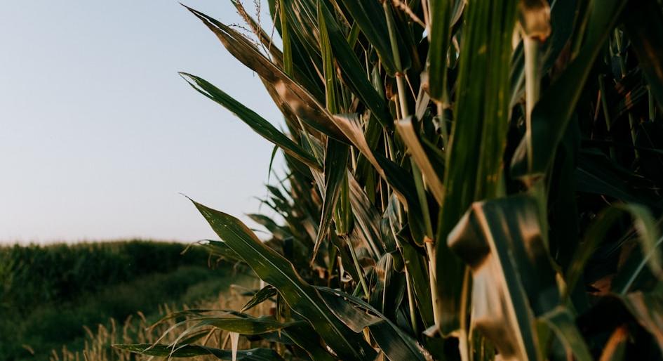 Iowa Rural Development Grant - Federal Funding Opportunity 2026 - USA Grant Finder Iowa Rural Development Grant - Federal Funding Opportunity 2026 - USA Grant Finder