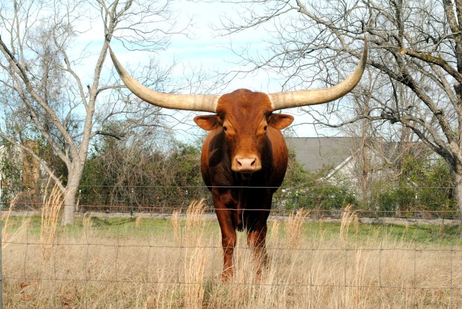 Texas Rural Development Grant - Federal Funding Opportunity 2026 - USA Grant Finder