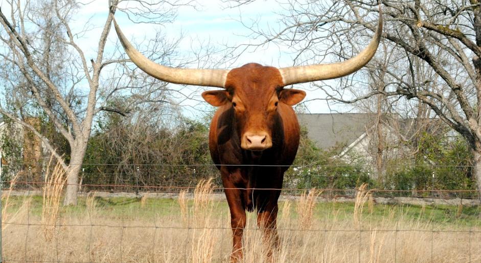 Texas Rural Development Grant - Federal Funding Opportunity 2026 - USA Grant Finder Texas Rural Development Grant - Federal Funding Opportunity 2026 - USA Grant Finder