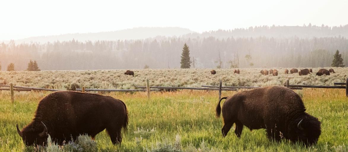 Wyoming Rural Development Grant - Federal Funding Opportunity 2026 - USA Grant Finder Wyoming Rural Development Grant - Federal Funding Opportunity 2026 - USA Grant Finder